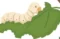 cropped cropped icon.webp
