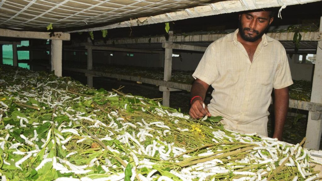  "premium raw silk suppliers in India