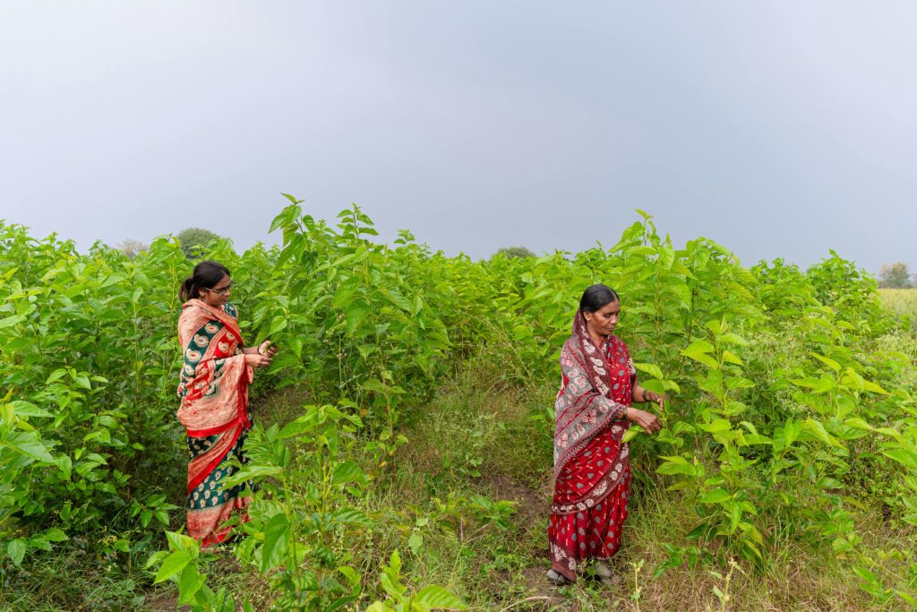  mulberry farming in best sericulture in Hyderabad
