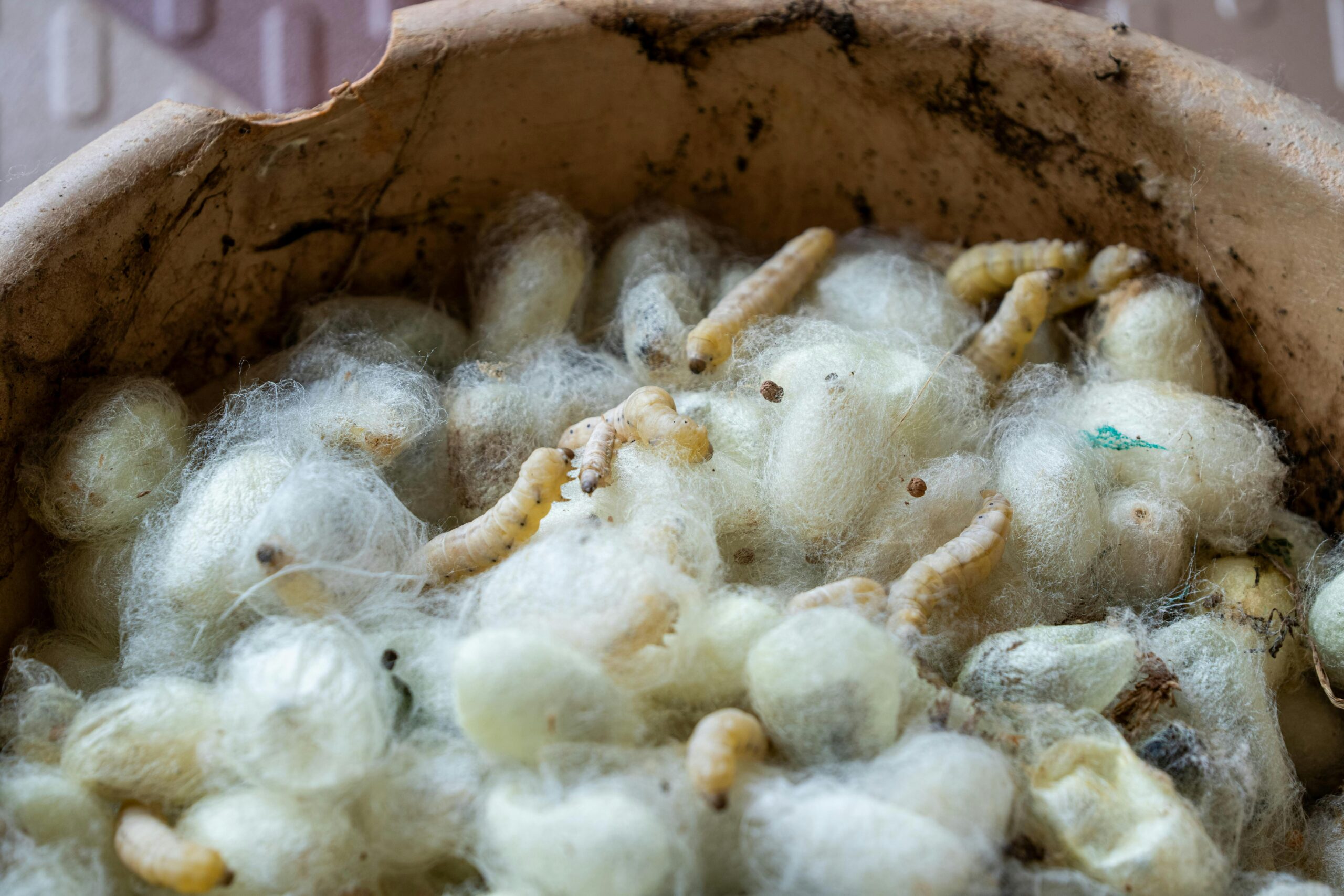 Close-up of silkworm cocoons and larvae in a rustic wooden bowl, highlighting silk production.