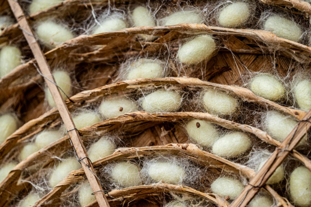  cocoon yield in sericulture silkworm rearing trays