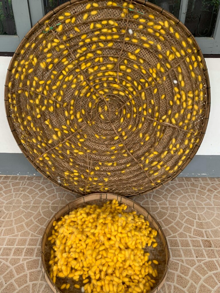  quality silk cocoons from best sericulture in Hyderabad