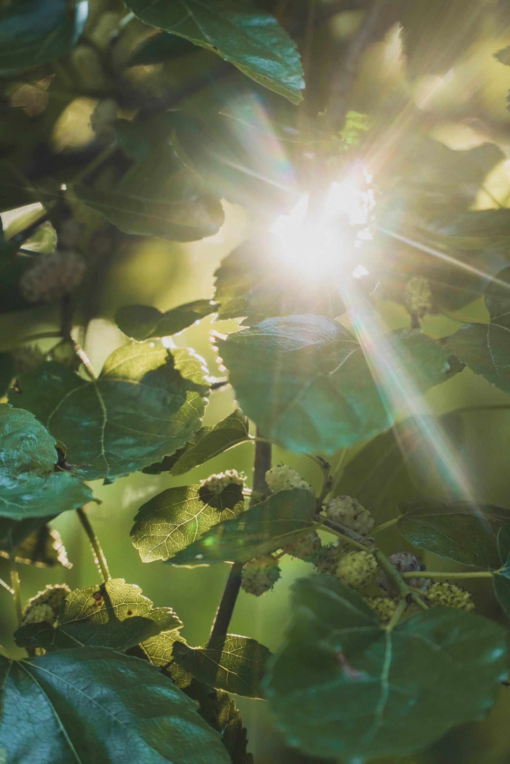 Bright sunlight streams through lush mulberry leaves, creating natural lens flares on a sunny day.